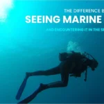 The Difference Between Seeing Marine Life and Encountering it in the Seychelles