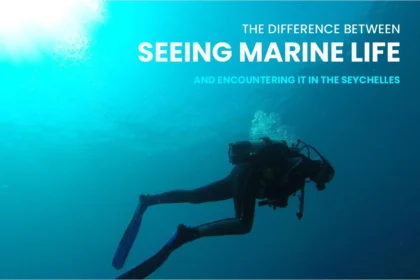 The Difference Between Seeing Marine Life and Encountering it in the Seychelles