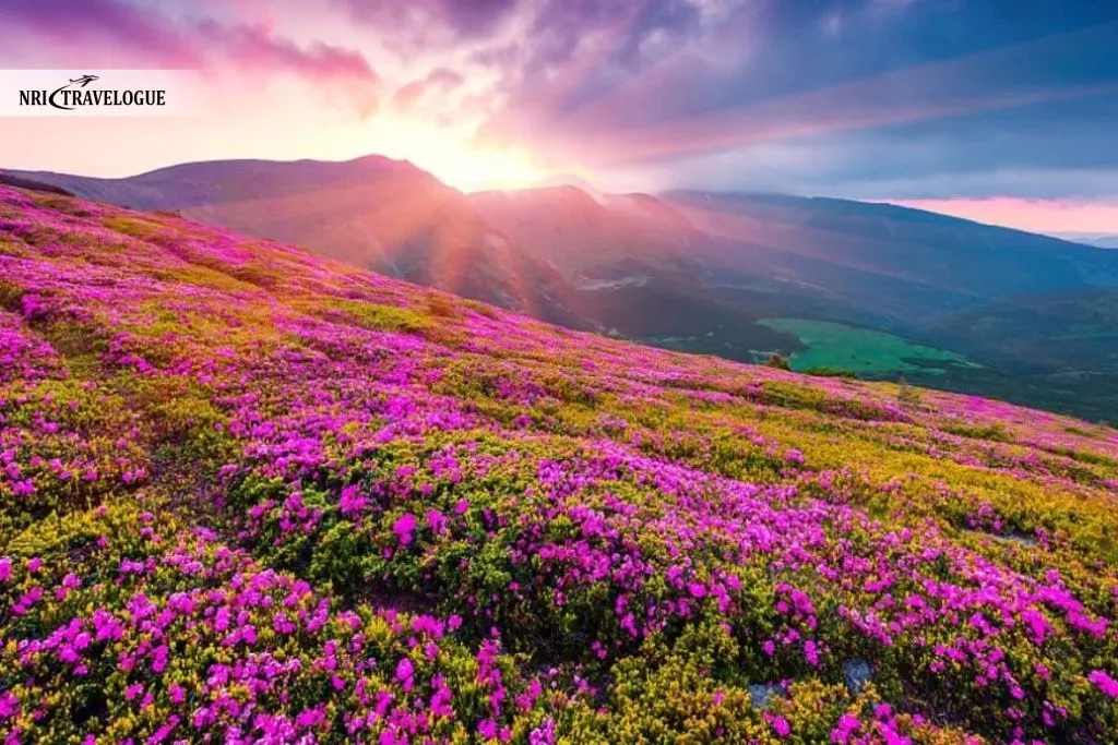 Valley of Flowers, Uttarakhand