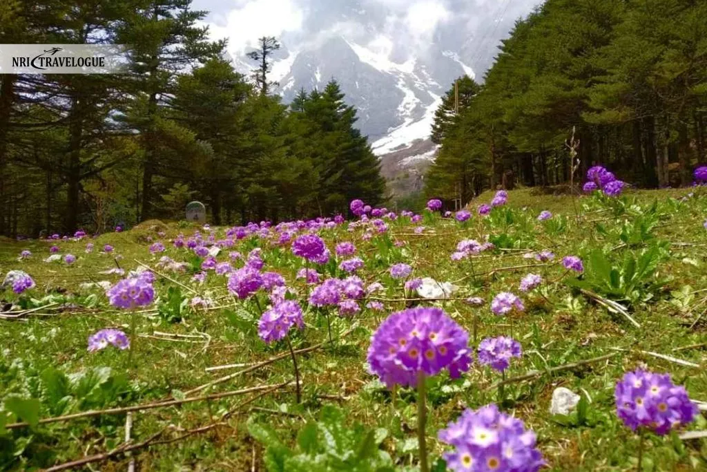 Yumthang Valley, Sikkim