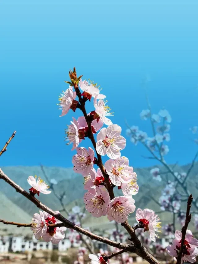 Top Places to See Apricot Blossoms in Ladakh