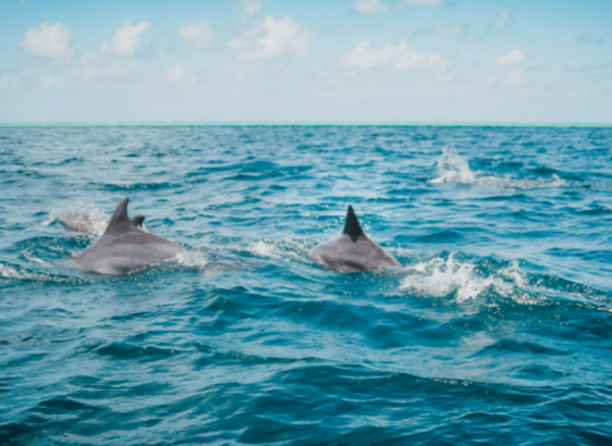 Dolphin Watching