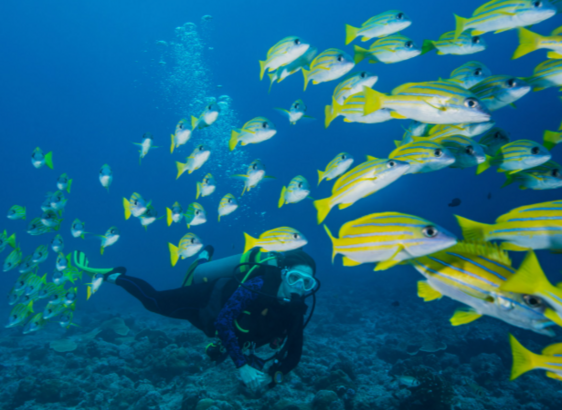 Scuba Diving