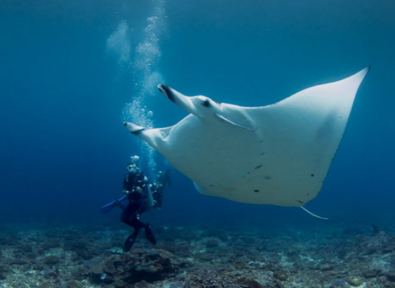 Scuba Diving