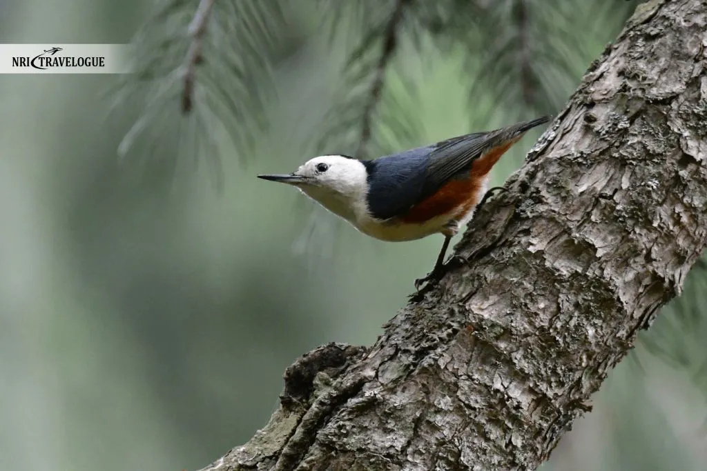 Birdwatching