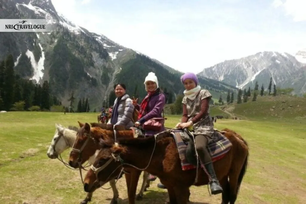 Horse and Pony Rides