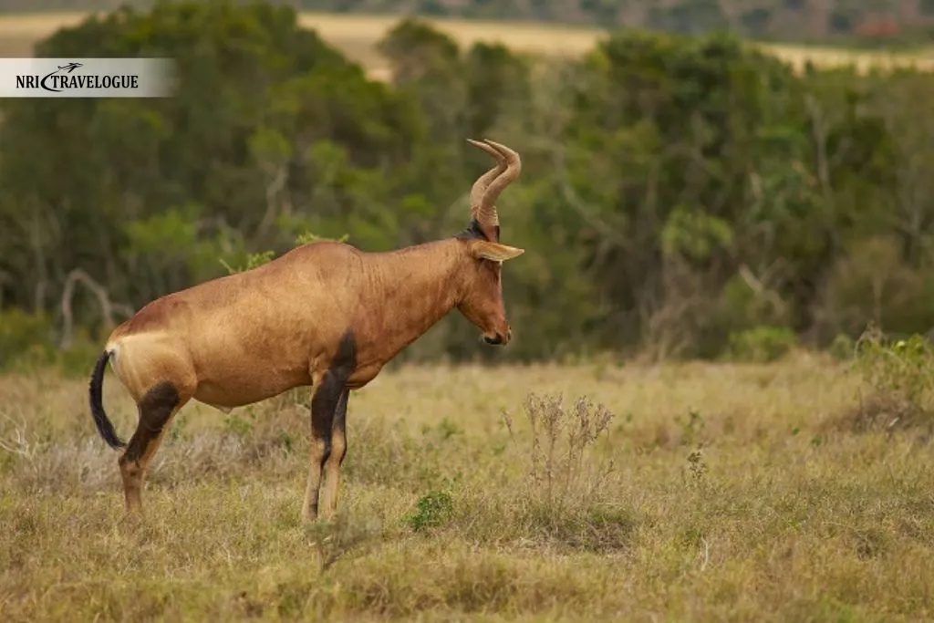 Nargu Wildlife Sanctuary