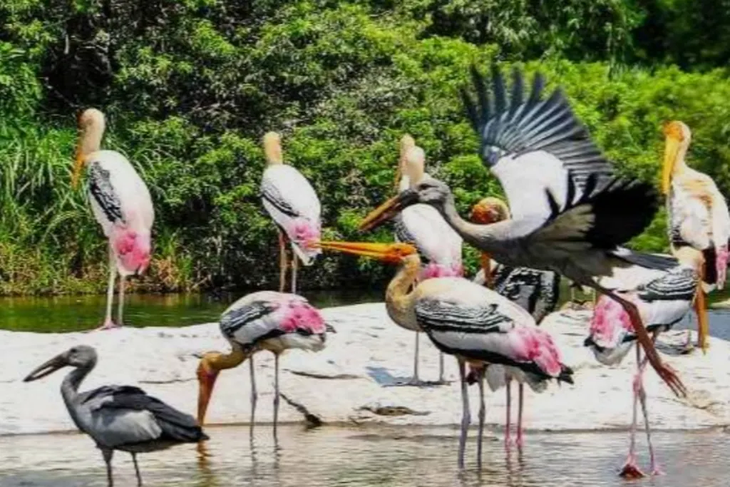 Kumarakom Bird Sanctuary