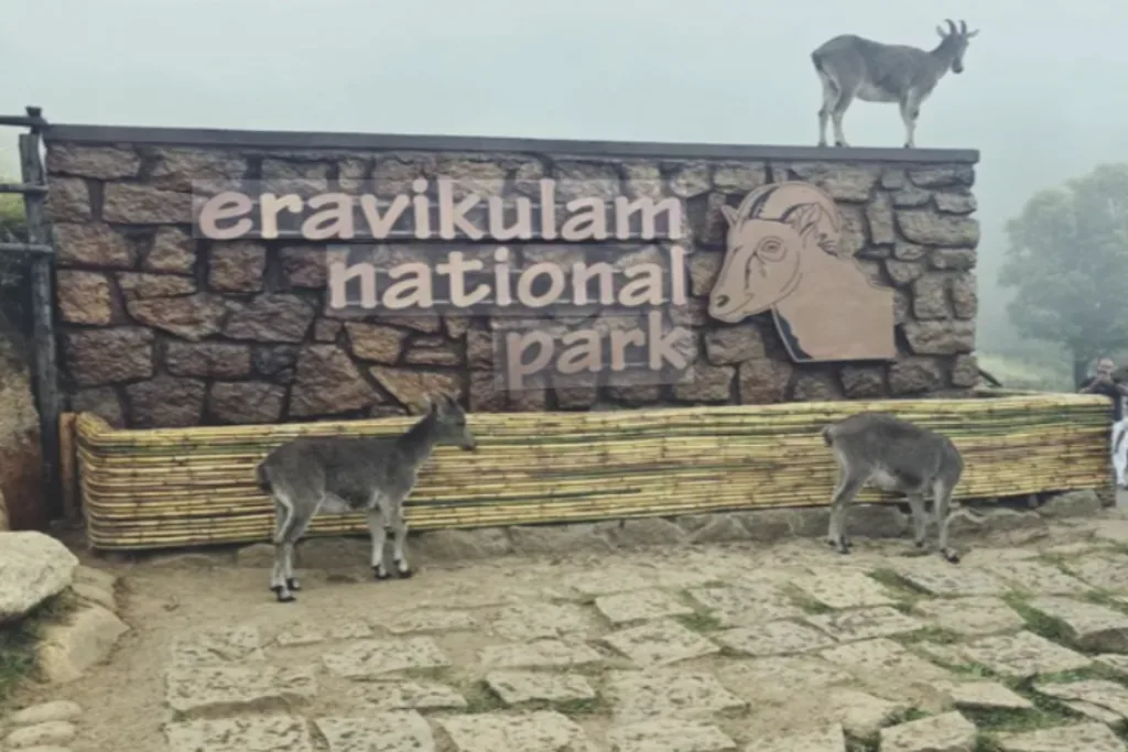 eravikulam national park