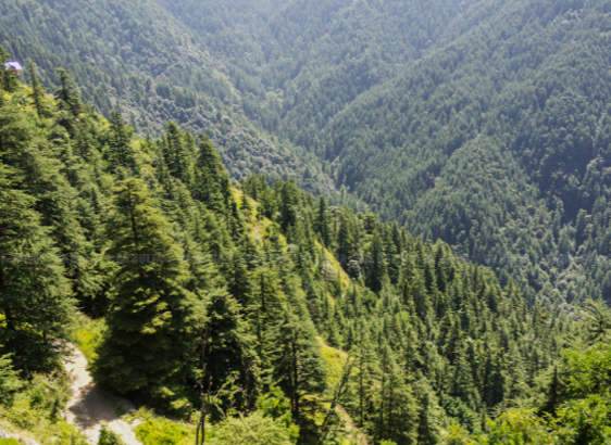 green valley shimla